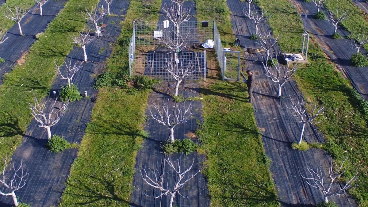 ANTONIO_VIVAS_PARCELA_HIGUERA_RIEGO_LISIMETRO b|higos_antonio_galan copia b|higuera chica